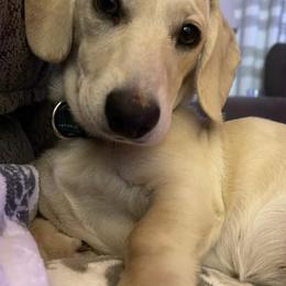 Dachshunds from C&J Doxies