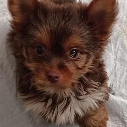 Coco Truffle - Chocolate, tan and white male Yorkshire Terrier puppy in Pine Grove, Pennsylvania from Cathy Burns