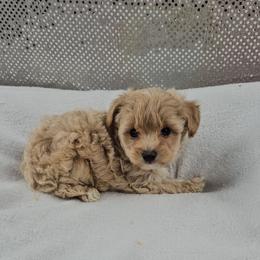 Casanova - Cream male Maltipoo puppy in Tuscola, Illinois from Dream on puppies