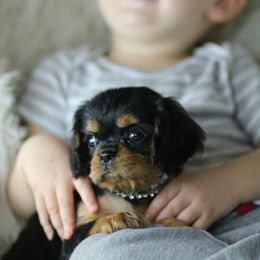 Cavalier King Charles Spaniel Puppies from Applewood Cavaliers