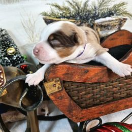 Purple - Red merle female Miniature Australian Shepherd puppy in Cedar Creek, Texas from Rowdy Ranch Tx