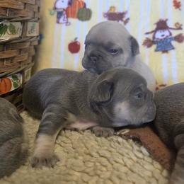 French Bulldog Puppies from Robyn Rosewicz