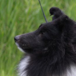 Shetland Sheepdogs from Kell Shelties