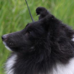 Shetland Sheepdogs from Kell Shelties