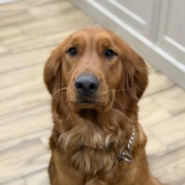 Ellie - Golden Retriever