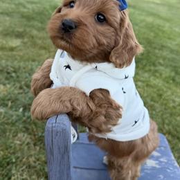 Marley - Red  female Goldendoodle puppy in Huntington, Utah from Krispydoodle