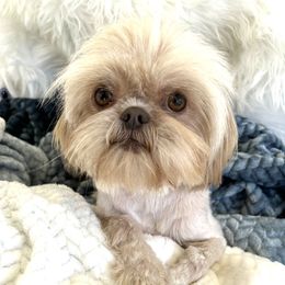 Tinkerbell - Shih Tzu