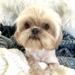 Tinkerbell - Shih Tzu