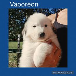 Vaporean - White and badger female Great Pyrenees puppy in Mikado, Michigan from Brittain Family Farm