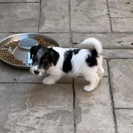 Boy 4 - Tri-color male Russell Terrier puppy in Hollister, California from Oak Creek Jacks