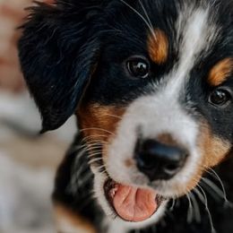 Bernese Mountain Dogs from Beesly’s Berner Babes