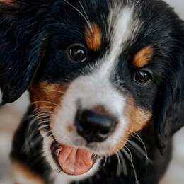 Bernese Mountain Dogs from Beesly’s Berner Babes