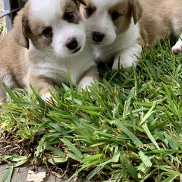 Cardigan Welsh Corgi Puppies from Penfro Corgis
