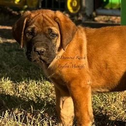 Rocky - Apricot male Mastiff puppy in Wewoka, Oklahoma from P Diamond Mastiffs