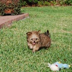Mi-Ki Puppies from Orlando Mi-Kis