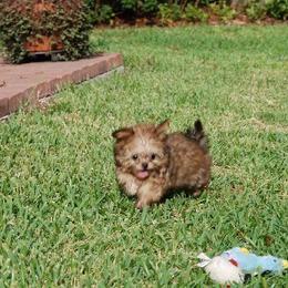 Mi-Ki Puppies from Orlando Mi-Kis