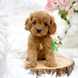 Pumpkin - Red male Cavapoo puppy in Queen Creek, Arizona from Dulcito Doodles