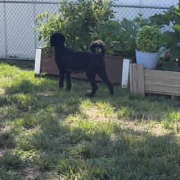Goldendoodle All Grown Up from Yabba Dabba Doodles