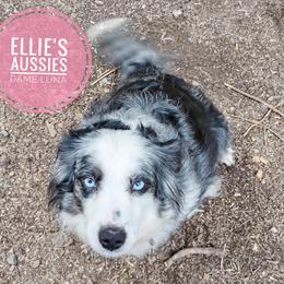 Luna - Miniature Australian Shepherd
