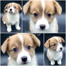 Diamond - Blue Pembroke Welsh Corgi puppy in Post Falls, Idaho from Best Friend Corgi