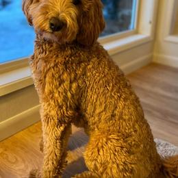 Assorted Doodle Crosses, Bernedoodles, Double Doodles, and Goldendoodles from Walk with Me Doodles