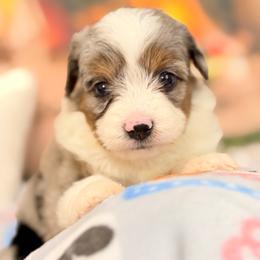 Minnie - Blue merle female Aussiedoodle puppy in Dickerson, Maryland from Pawsome Aussie Doodles and Oodles
