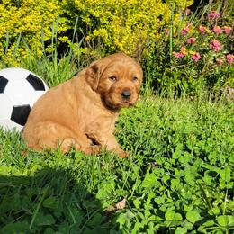 Golden Retriever Puppies from Cedar Life Goldens