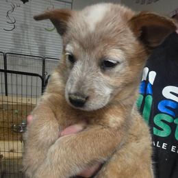 Bindi - Red mottled female Australian Cattle Dog puppy in Prescott Valley, Arizona from KS Cattle Dogs