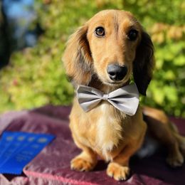 Kip - Dachshund