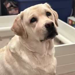 Bella - Labrador Retriever