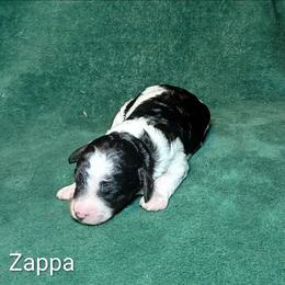 Zappa - Black and white male Cockapoo puppy in Sunset, Louisiana from Cano Cockapoos