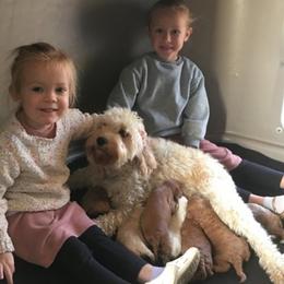 Cavapoochon puppies from Timshell Farm Specialty Crossbreed Puppies