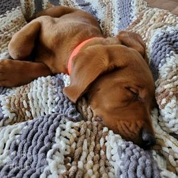 Labrador Retriever Puppies from Kilgore’s Labrador Retrievers