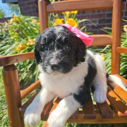 Miss Piggy - female Newfypoo puppy in Hardin, Kentucky from Bluegrass Newfypoos