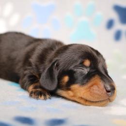 No Mark Black and Tan Male - Black and tan male Dachshund puppy in Red Bud, Illinois from Midwest Miniature Dachshunds