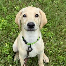 Amalfi Tempest - Yellow male Labrador Retriever puppy in Richmond, Maine from King K9 Academy