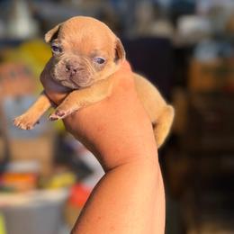 Tater - Fawn male French Bulldog puppy in Hopkins, Missouri from Mowry Creek Mini Aussiedoodles and More