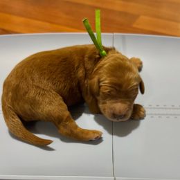 Gumdrop (Green Collar) - Red  male Goldendoodle puppy in Bay City, Texas from Charming Doods