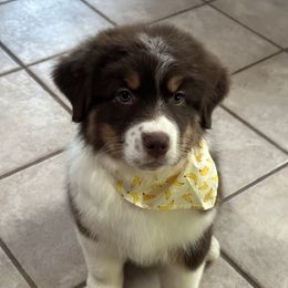 Australian Shepherd Puppies from Cloverdale Australian Shepherds
