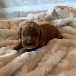 Big Mama - Apricot female Cavapoo puppy in Payson, Utah from Country Sky Doodles