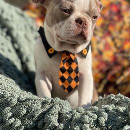 Boston Terrier puppies from Backwoods Boston Terriers