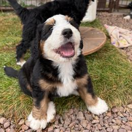 Chase - male Australian Mountain Doodle puppy in Cortez, Colorado from Sassy Pants Pups