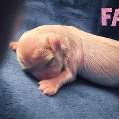 FAWN - White female Mal-Shi puppy in Belleville, Michigan from Michigan Maltese Puppies