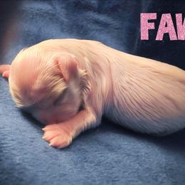 FAWN - White female Mal-Shi puppy in Belleville, Michigan from Michigan Maltese Puppies