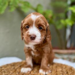Lima - Caramel red female Australian Labradoodle puppy in Morgan Hill, California from Loving Labradoodle