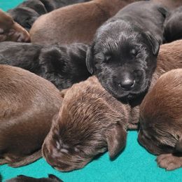 Labrador Retriever Puppies from PSJ Puppies, Holistic Pet Foods