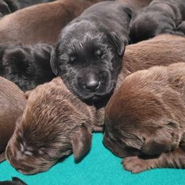 Labrador Retriever Puppies from PSJ Puppies, Holistic Pet Foods