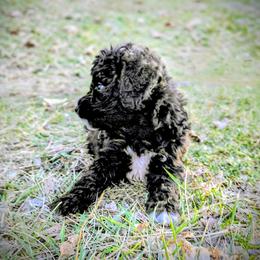 Assorted Doodle Crosses Puppies from Southern Star Goldendoodles