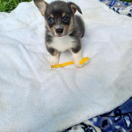 Sage - Blue female Pembroke Welsh Corgi puppy in Aleppo, Pennsylvania from Donna's Corgis