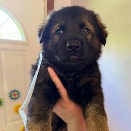 Suzanne - Sable female German Shepherd puppy in Winterport, Maine from Vom Stevens Old Fashioned German Shepherds